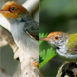Ikon program: Suara Burung Prenjak dan …