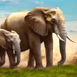 Wild Elephant Africa Wildlife