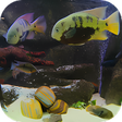 Fish Tank Live Wallpaper icon