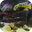 Fish Tank Live Wallpaper