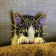 프로그램 아이콘: KittyVision