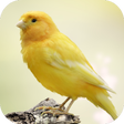 プログラムのアイコン：Canary Bird Sounds