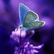 Icon of program: Live Wallpaper Butterflie…
