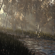 Icon of program: Summer Forest