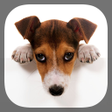 Programikonen: Cute Dogs