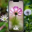 프로그램 아이콘: Flower Wallpapers 4K - HD