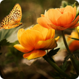 Icon of program: Nature Wallpapers HD Offl…