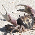 Programikonen: Crabhome