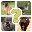 Programikonen: Guess the creature