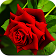 Icoon van programma: Rose Wallpaper HD