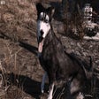 Icon of program: Fallout 4 Mod List and Load Order Guide (BiRaitBec Modlist)