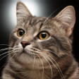 أيقونة البرنامج: Talking Reality Cat