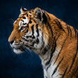 Programikonen: Tiger Sounds and Ringtone