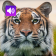 プログラムのアイコン：Tiger Sounds and Ringtone