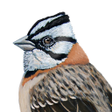 Ikona programu: Aves argentinas
