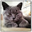 ไอคอนของโปรแกรม: Drupal QA Notifier
