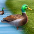 Programın simgesi: Real Duck Life Simulator …