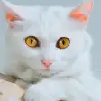 Talking Cute Cat