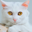 Icono de programa: Talking Cute Cat