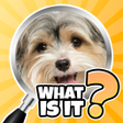 程序图标：Trivia Quiz: Guess the Pi…