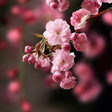 Icono de programa: Sakura Live Wallpaper