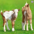My Baby Goats HD Wallpapers New Tab Theme icon