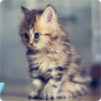 Ikona programu: Cats Wallpapers