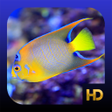 程序图标：Peaceful Aquarium HD