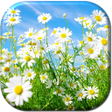 Spring Live Wallpaper icon