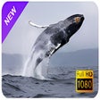 Gray Whale New Tab & Wallpapers Collection icon