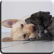 Programikonen: Puppies Video Live Wallpa…