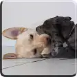 Puppies Video Live Wallpaper