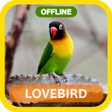 Masteran loveBird Full Isian