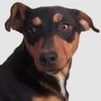أيقونة البرنامج: Dog Sounds - Collection