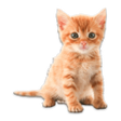 프로그램 아이콘: Real Animals Photo Sticke…