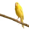 Programın simgesi: canary