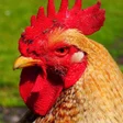 Ícone do programa: Rooster Sounds - Morning …