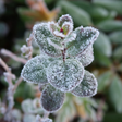 Programikonen: Winter and Autumn Flowers…
