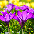 Programikonen: Beautiful Spring Flowers …
