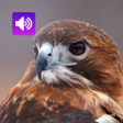 Icon of program: Hawk Sounds