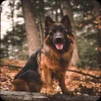 Symbol des Programms: German Shepherd Dog Wallp…