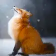 Talking Fox