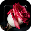 プログラムのアイコン：HD Flowers Wallpaper - 4K…