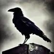 Raven Crow Flight Simulator 3d