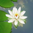 Ikon program: 3D Lotus Pond Live Wallpa…