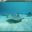 Symbol des Programms: National Geographic Under…