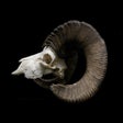Ikon program: Big Game Hunting by Howto…