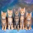 Cat HD Wallpaper New Tab