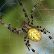 Programikonen: Spider - Live Wallpaper