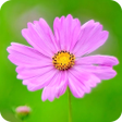 Programikonen: Flower Wallpaper